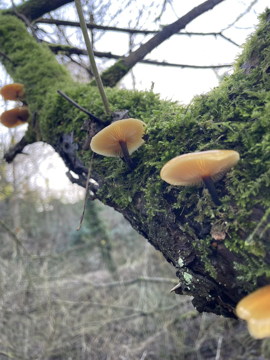 DCKC87's tweet image. The sun was out two days in a row ! In Ireland , in January!! Posting early for #fungifriday #Mushroom #mushroomoasis