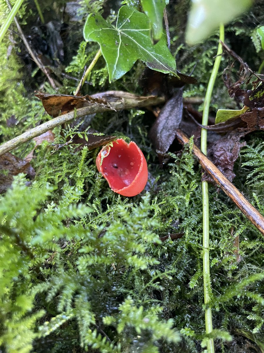 DCKC87's tweet image. The sun was out two days in a row ! In Ireland , in January!! Posting early for #fungifriday #Mushroom #mushroomoasis