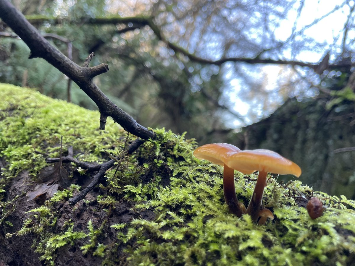DCKC87's tweet image. The sun was out two days in a row ! In Ireland , in January!! Posting early for #fungifriday #Mushroom #mushroomoasis