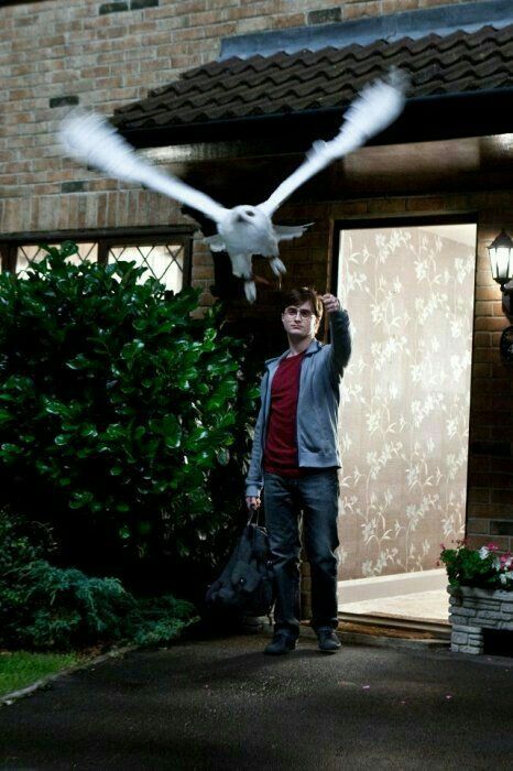 quellochefam4le's tweet photo. edvige che muore per simboleggiare la fine dell'infanzia di harry mi farà sempre piangere io ve lo giuro 💔 #HarryPotter https://t.co/sRa0WzwDmO
