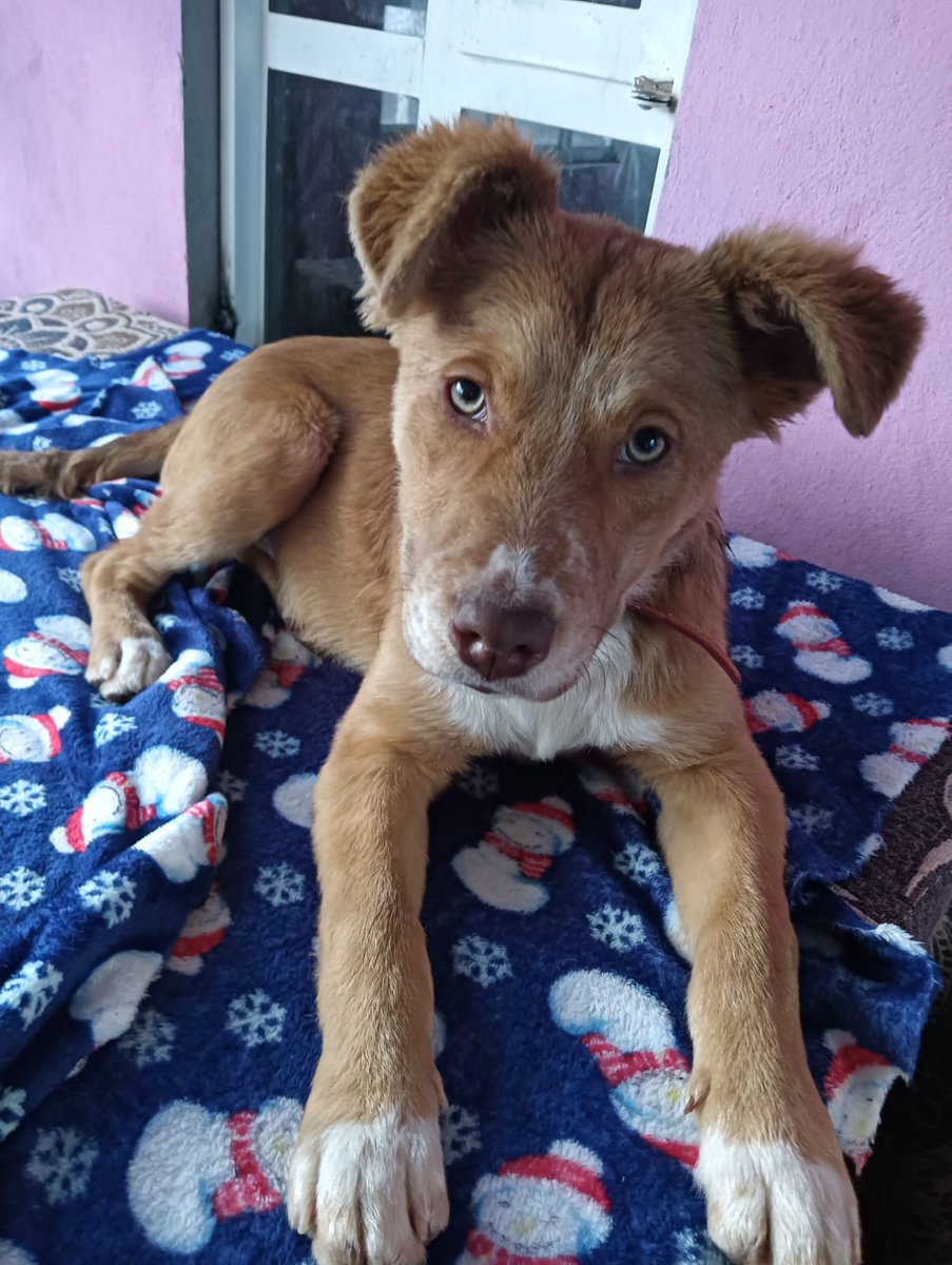 VIBRAmascotas's tweet image. Choco es un cachorro de 6 meses, talla mediana-grande, amigable con otros perros, es juguetón y cariñoso 
Protocolo de salud completo 
Ayúdale a encontrar un hogar por favor 🙏🏼 
Comparte 
Ciudad de México