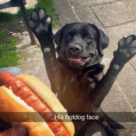 i like food tweet media