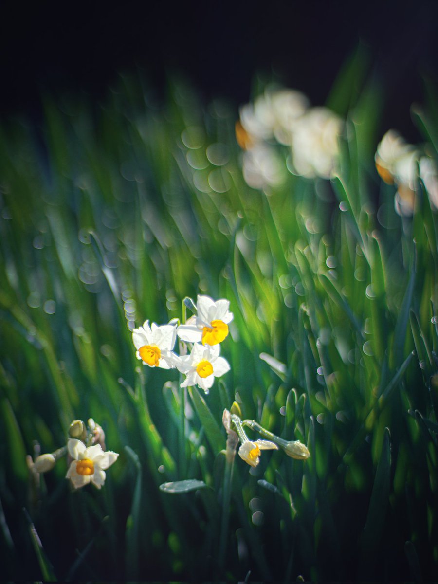 𝘍𝘳𝘪𝘥𝘢𝘺♪
庭先水仙
今日は20℃近くになるらしい。
春だな🌸

𝐺𝑜𝑜𝑑 𝑚𝑜𝑟𝑛𝑖𝑛𝑔︎ ☕