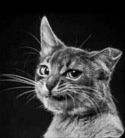 LaughMustafa's tweet photo. #Psst
Have you heard?! 😹 https://t.co/rmvpK8SGS8