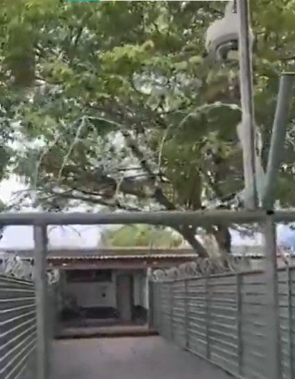 William De Lucca tweet media