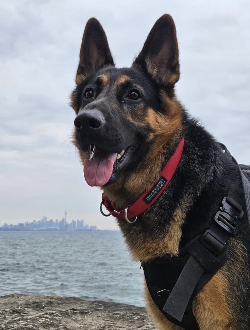 Kevin Brauch tweet media