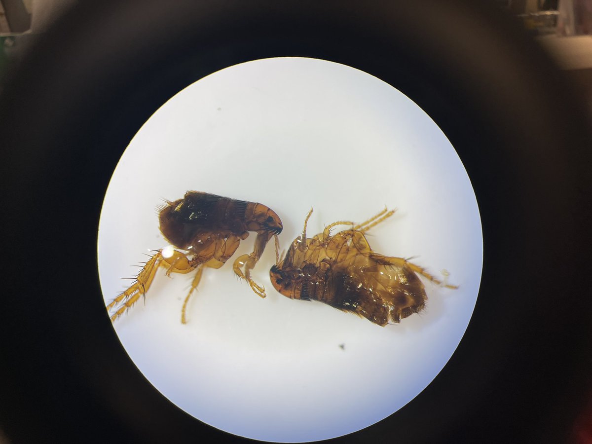 _siyanta's tweet photo. Look at my yin yang fleas https://t.co/fR6DohpyHJ
