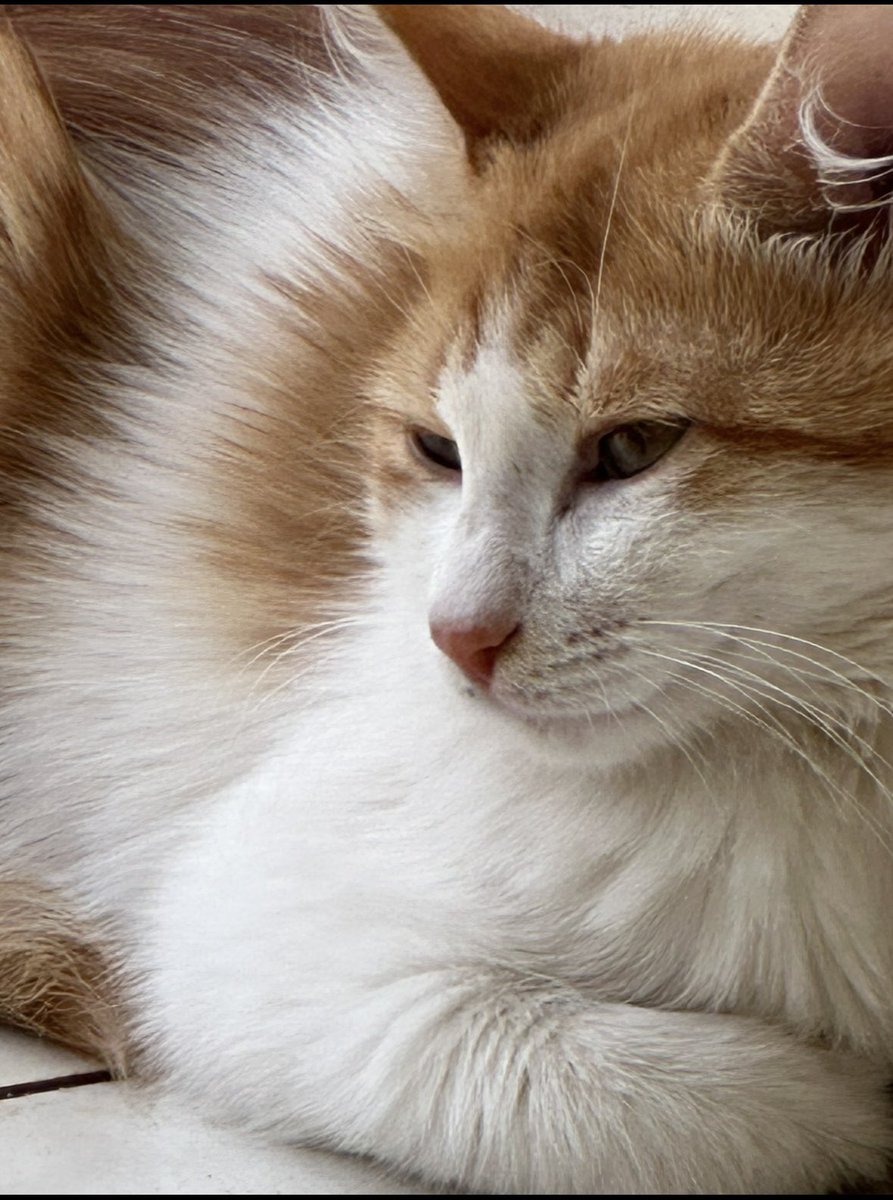 jun990_'s tweet image. الصوره ايقونيه بشكل موطبيعي 😭 و المياو مرااا حلوه 🥹 اتوقع اختي لقطتها لمياو الشارع الي كان قاط بحوشنا 🤏🏻