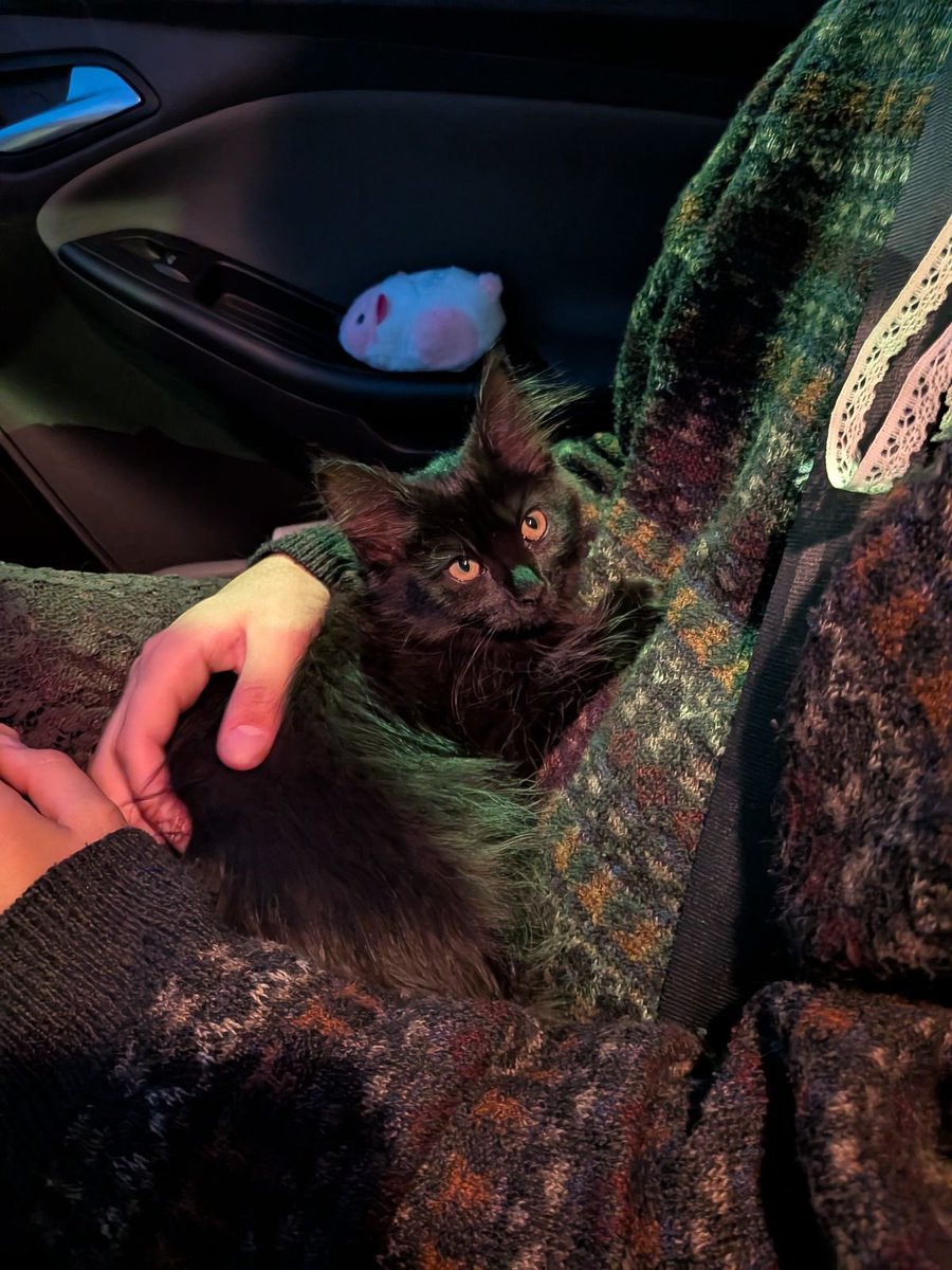 Black cats are not bad luck tweet media