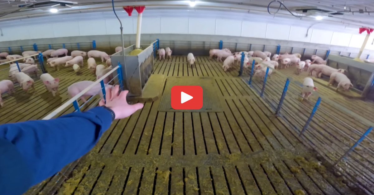 Farms.com Pork News tweet media