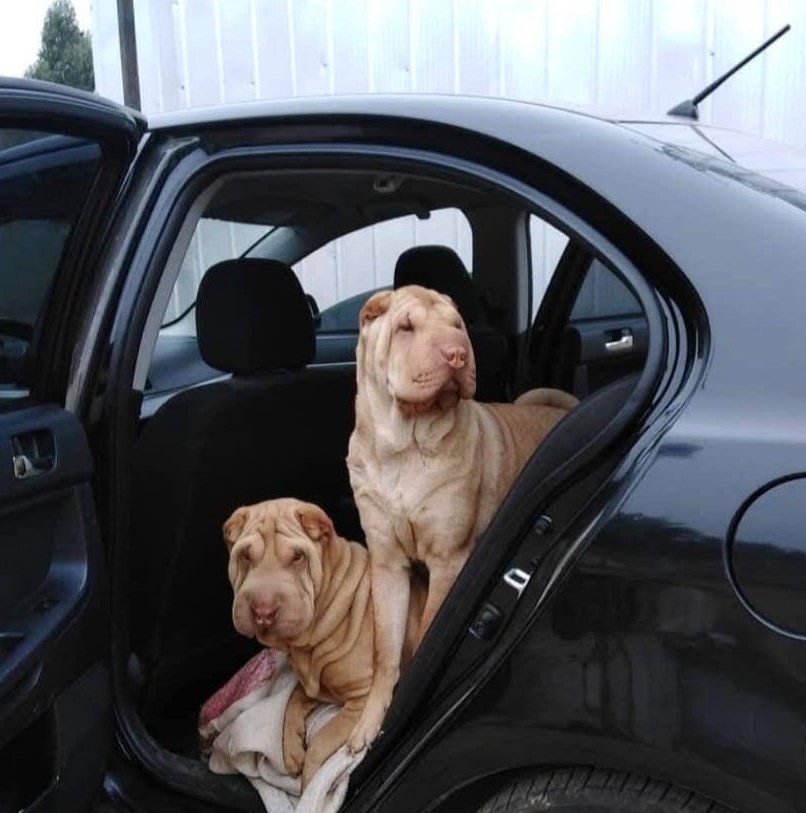 En adopción Kira y Miel, están esterilizadas y con veterinario al día, son de raza shar pei, siete años de edad. 

Contacto interesado y más información directamente al WhatsApp +56 9 8881 5474. #Viña #Concón #Valpo