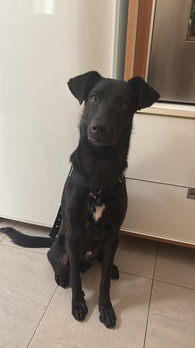 Transito para este negrito Macho 1 año, rescatado del maltrato
1549692061