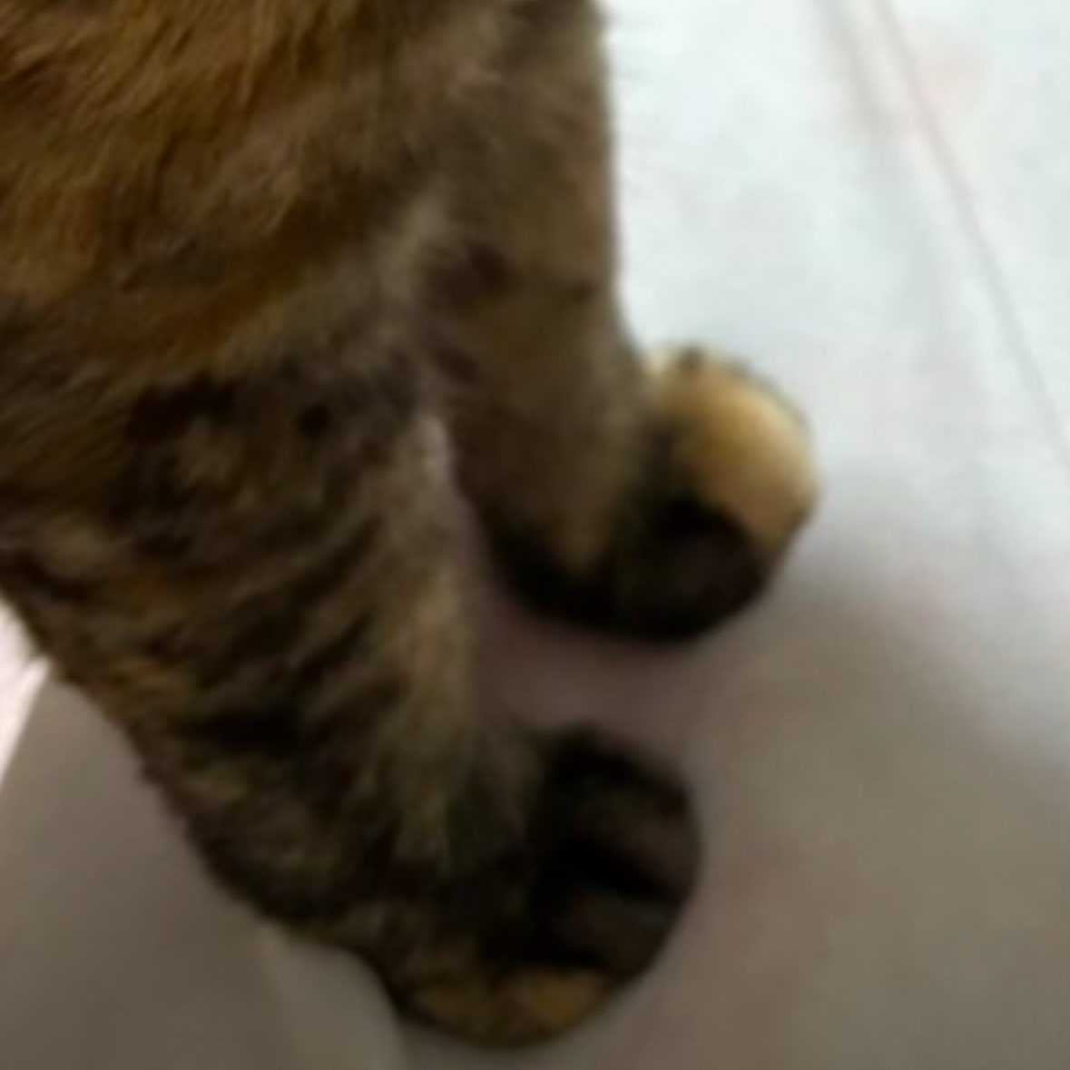 ふかふかまんまる