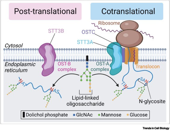TrendsCellBio's tweet image. Expanding roles of N-glycosylation in the endoplasmic reticulum dlvr.it/TQMjSl