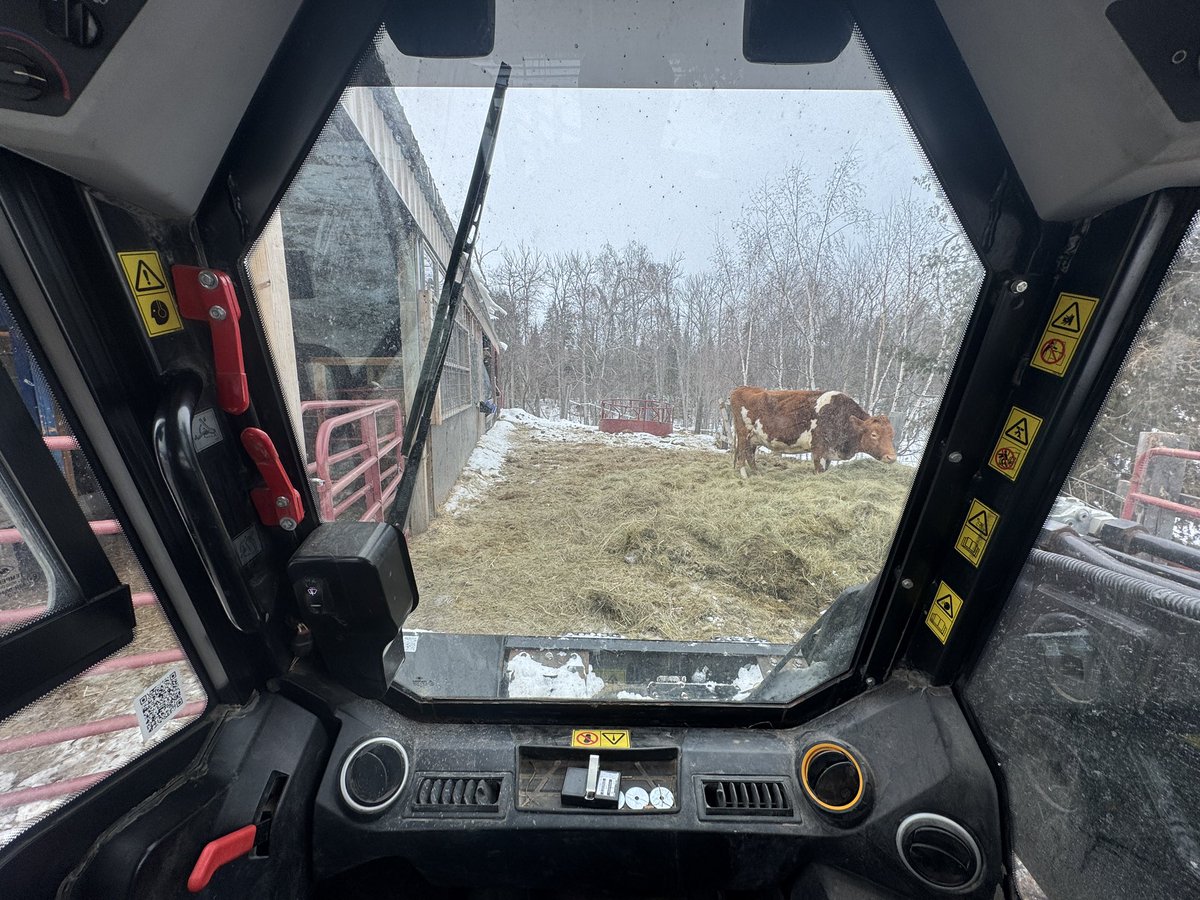 torahbear's tweet photo. Today, on Good Morning Choring:..
The march of January.
A view of the pen.
Loaded wheel.
Letโs Go!
#Beartaria #homesteading #diy #gardening #guineas #chickens #countryliving #family #cow #coworker https://t.co/FkaqlRqYyi