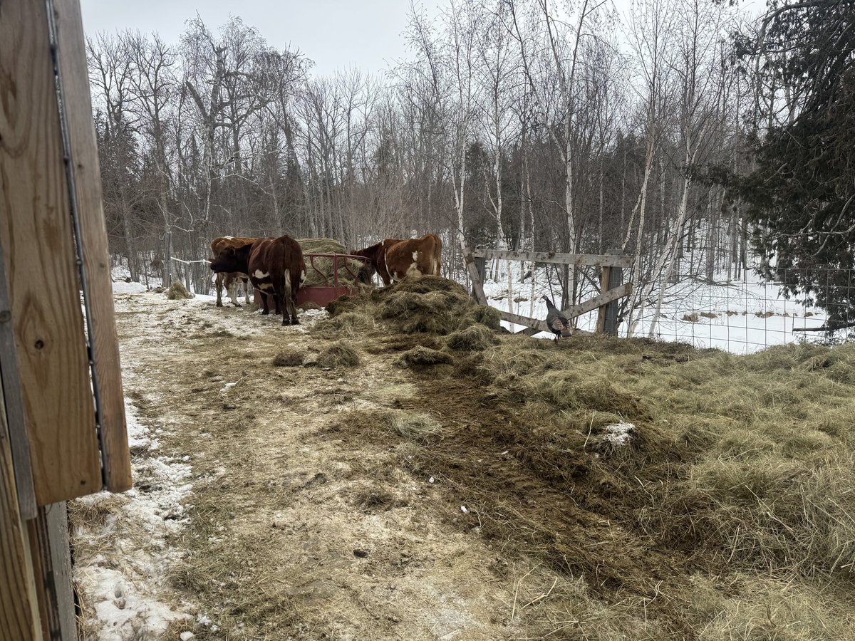 torahbear's tweet photo. Today, on Good Morning Choring:..
The march of January.
A view of the pen.
Loaded wheel.
Letโs Go!
#Beartaria #homesteading #diy #gardening #guineas #chickens #countryliving #family #cow #coworker https://t.co/FkaqlRqYyi