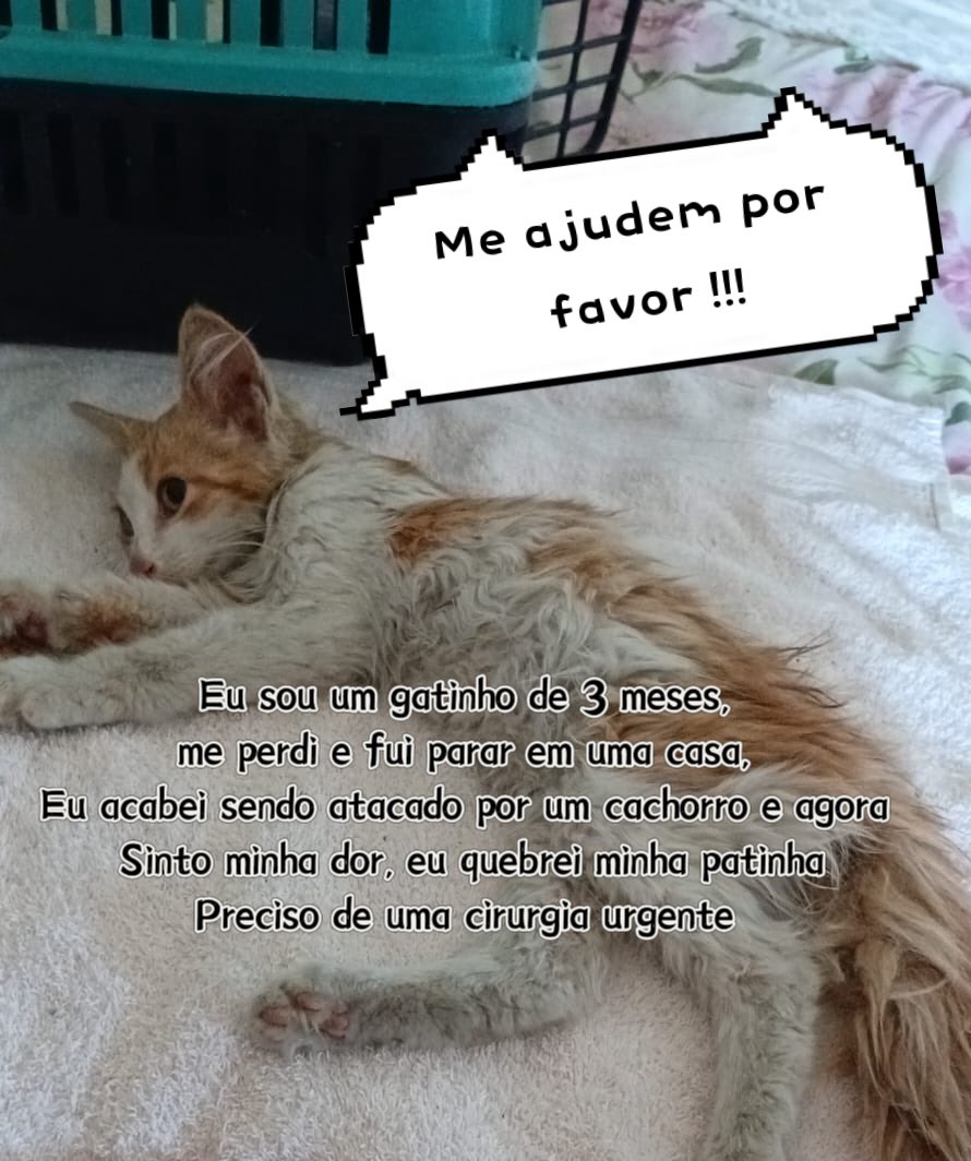 candy_bullets's tweet image. Gente eu tô fazendo uma rifa pra ajudar na cirurgia do gatinho mingau, sei que não é o melhor prêmio, mas esse furby é uma coisa muito preciosa pra mim, que cuidei com muito amor e é super fofo! Quem puder compartilhar por favor