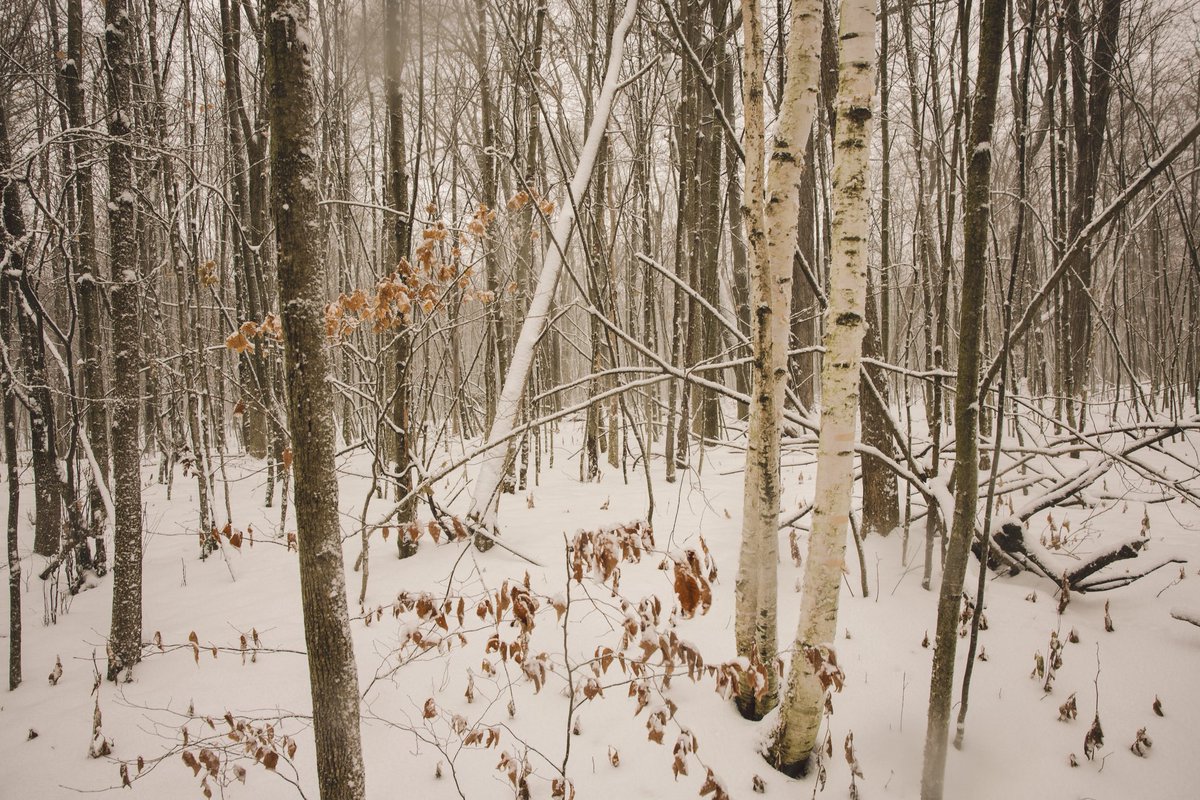 AV_Escapes's tweet photo. Scenes from the forest https://t.co/P30ChPsRA4