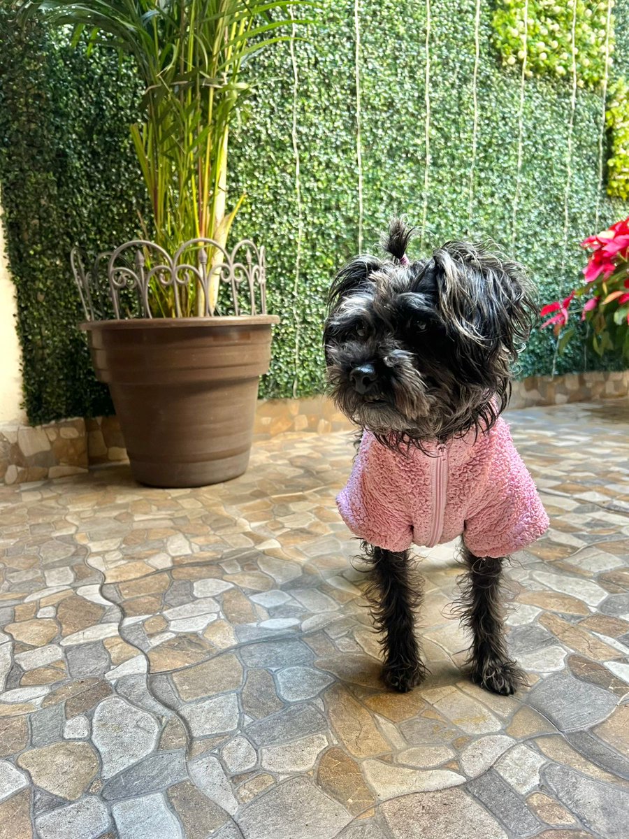 Pingüica sigue esperando una familia , es talla chica , tiene 2 años aprox, es muy amigable con  personas, con los perritos puede ser celosa 
Urge un hogar por favor 🙏🏼 
Wats 5548724347
#AdoptaNoCompres 
Ciudad de México 
Si no puedes adoptar ayúdale donando un poquito de comida