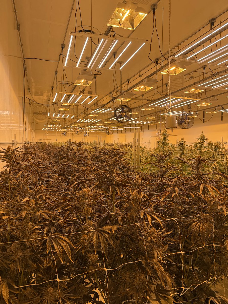 Rolled Up Reviews tweet media