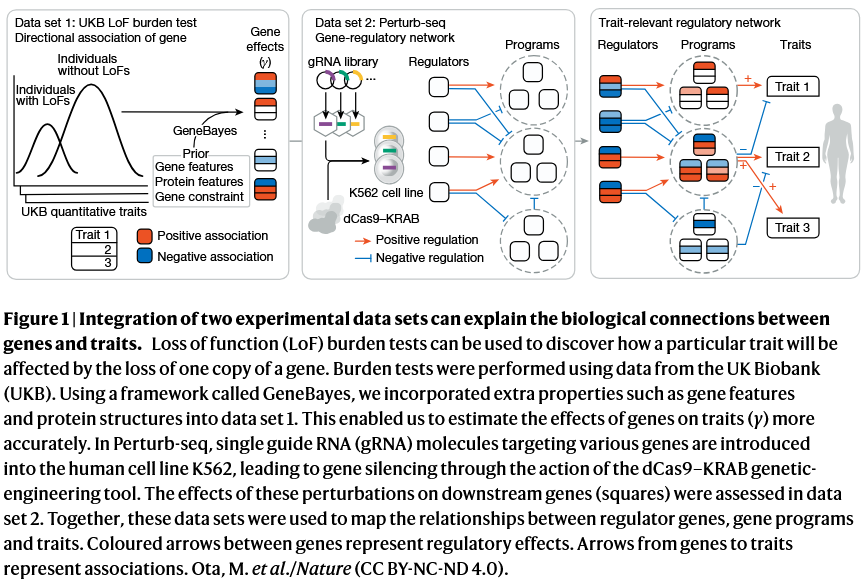 MarigortaLab tweet media