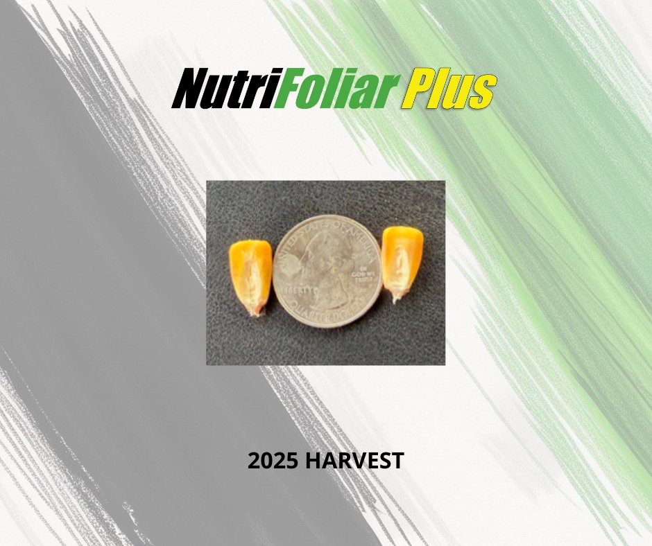 AgPerformanceBC's tweet image. NutraFoliar Plus keeps your crop energized.

Give us a call or check out the link below to learn how 𝗡𝘂𝘁𝗿𝗶𝗙𝗼𝗹𝗶𝗮𝗿 𝗣𝗹𝘂𝘀 can help you be more profitable.
 agperformance.com/nutrifoliar-pl… 
📞 641-562-2370
 #NutriFoliar #FoliarPower #AgPerformance