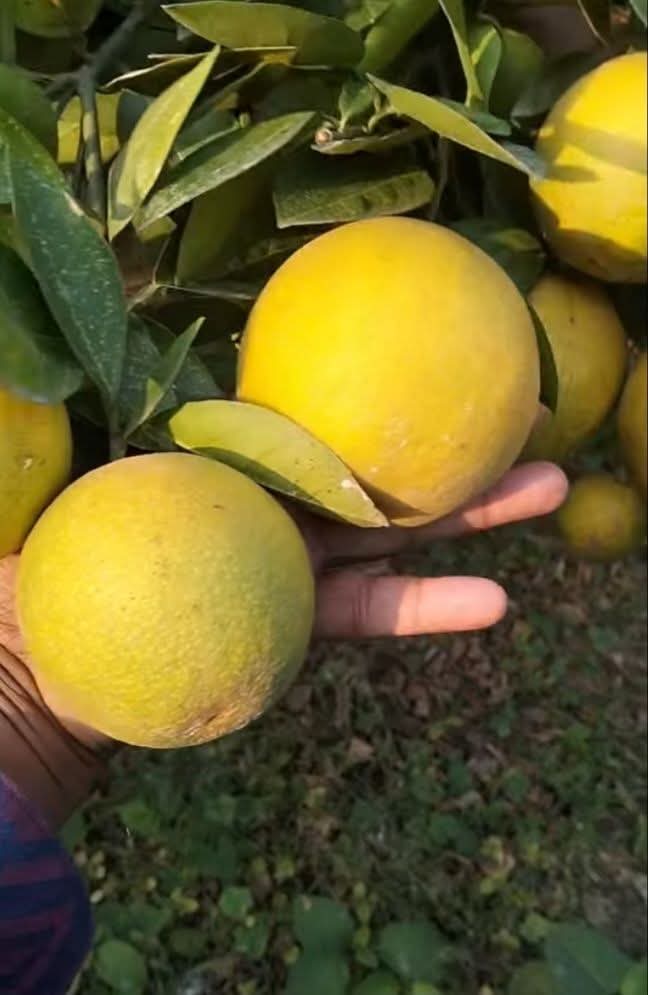 Indian Glorious Nursery and Cultivation (@21indiannursery) on Twitter photo 