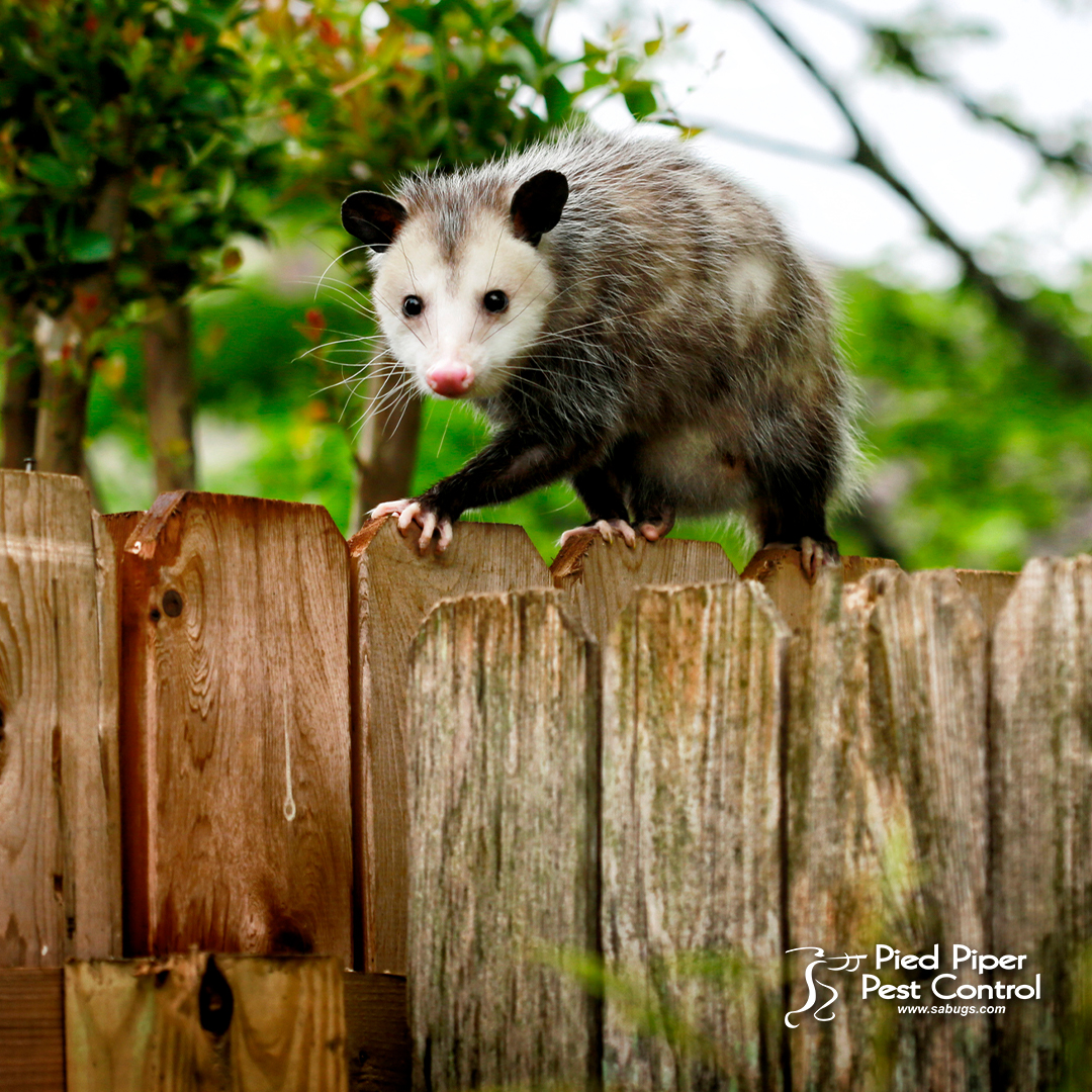 Do you have a possum that needs to be removed from your property? Call (210) 702-2060. We can help you!

monkeylink.co/c02c1b
#PiedPiperPestControl #SAbugs #PossumRemoval