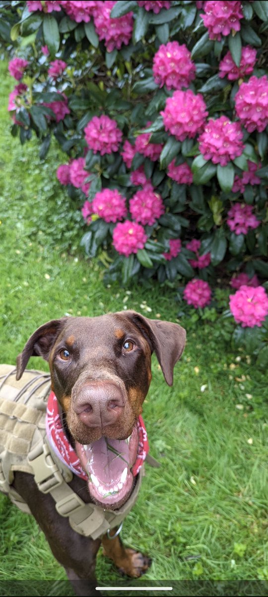 H2RScotland's tweet image. River is a beautiful 3 year 6 month old Doberman Picher - Brown coat. 
He is looking for an active home with someone who likes the outdoors and can give him lots of attention , walks and love. 
He is very friendly and loves nothing more than cosying up on the sofa - he is what is…