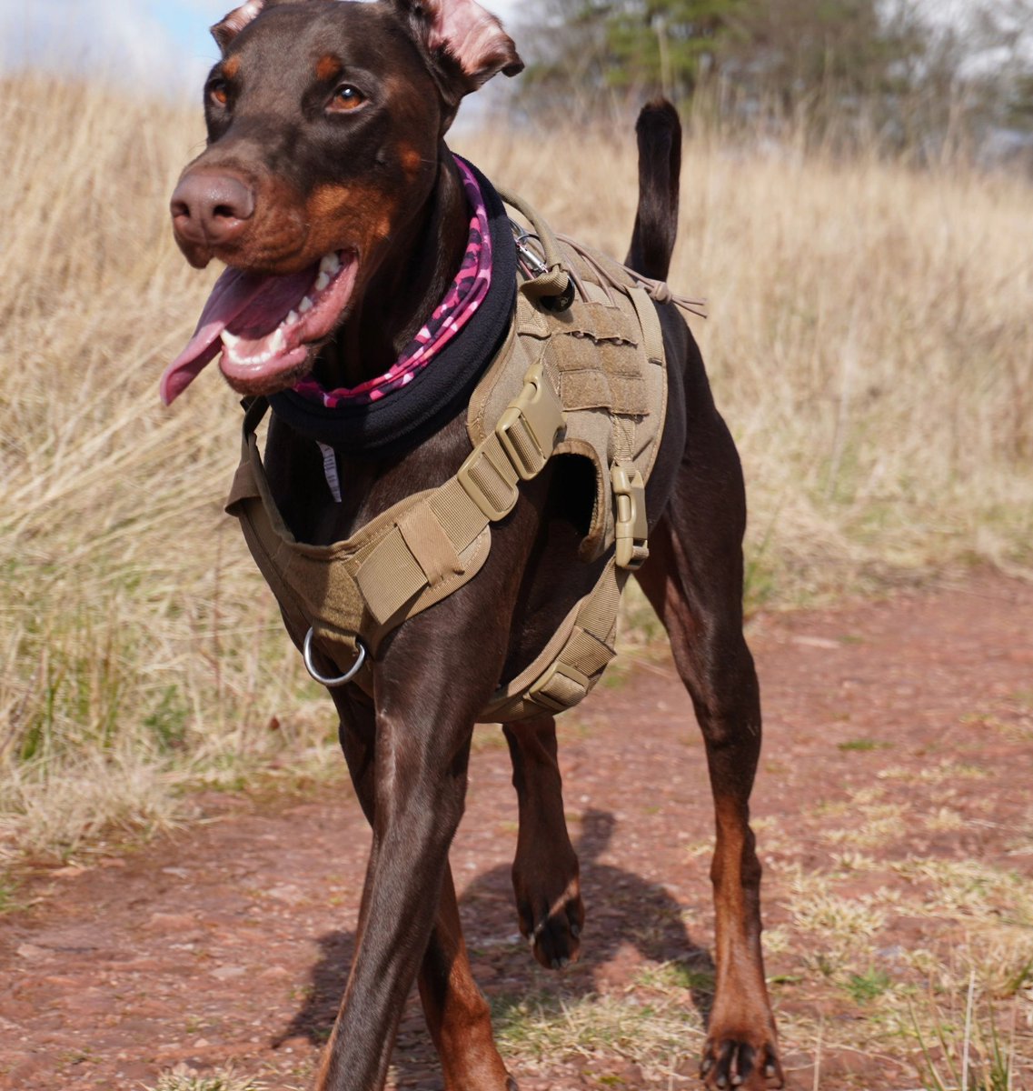H2RScotland's tweet image. River is a beautiful 3 year 6 month old Doberman Picher - Brown coat. 
He is looking for an active home with someone who likes the outdoors and can give him lots of attention , walks and love. 
He is very friendly and loves nothing more than cosying up on the sofa - he is what is…
