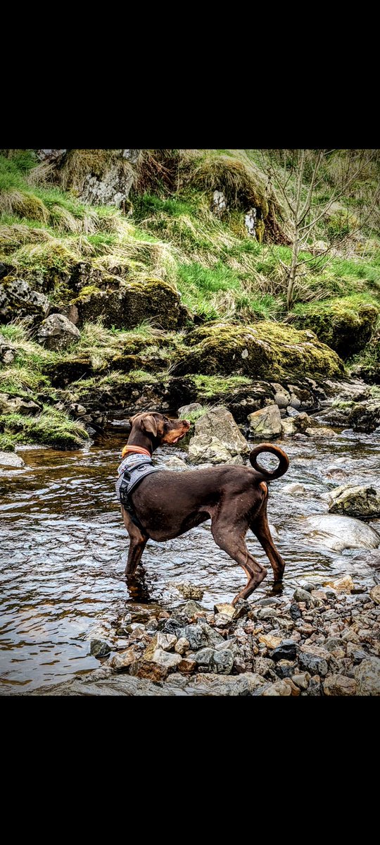 H2RScotland's tweet image. River is a beautiful 3 year 6 month old Doberman Picher - Brown coat. 
He is looking for an active home with someone who likes the outdoors and can give him lots of attention , walks and love. 
He is very friendly and loves nothing more than cosying up on the sofa - he is what is…