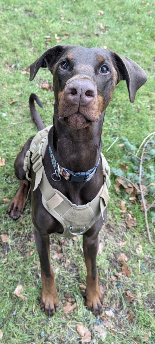 H2RScotland's tweet image. River is a beautiful 3 year 6 month old Doberman Picher - Brown coat. 
He is looking for an active home with someone who likes the outdoors and can give him lots of attention , walks and love. 
He is very friendly and loves nothing more than cosying up on the sofa - he is what is…