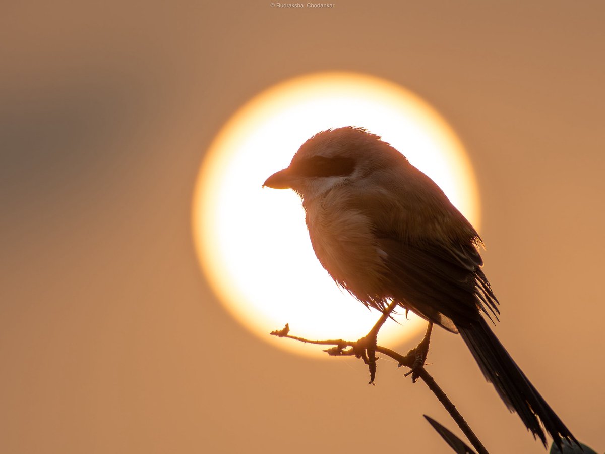 Long-tailed Shrike, Carambolim fields, Goa

<a href="/Team_eBird/">eBird</a> checklist: 

ebird.org/checklist/S294…

#birdsofgoa #indianbirds #birdwatching #birding