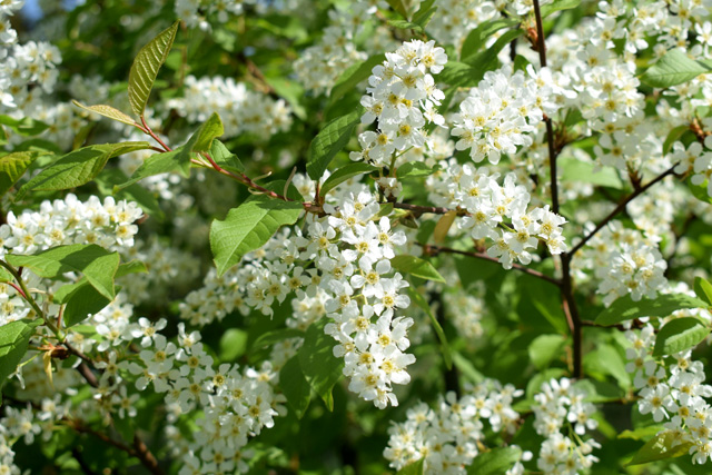Parastā ieva ir neatņemama Latvijas upju palieņu, mitro un auglīgo mežu biotopu ainavas sastāvdaļa, tā labi panes periodisku applūšanu, tādēļ ir nozīmīga palieņu ekosistēmu stabilizētāja.
Vairāk par 2026. gada koku lasi te - dabasdati.lv/lv/article/gad…
Parastā ieva. Foto: Daina Roze