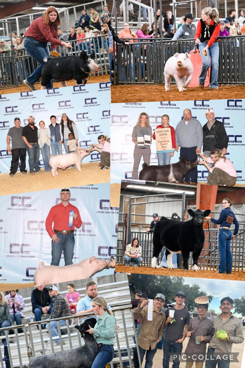 FHS FFA is celebrating so much recent success at the Collin County Livestock Show. Congratulations for all of our student competitors!
#FHSfarmers
#FARMERfamily
#LKGFA
#RodeoRevival
#RideForTheBrand
#RodeoJoe
#FAMOUSinFARMERSVILLE