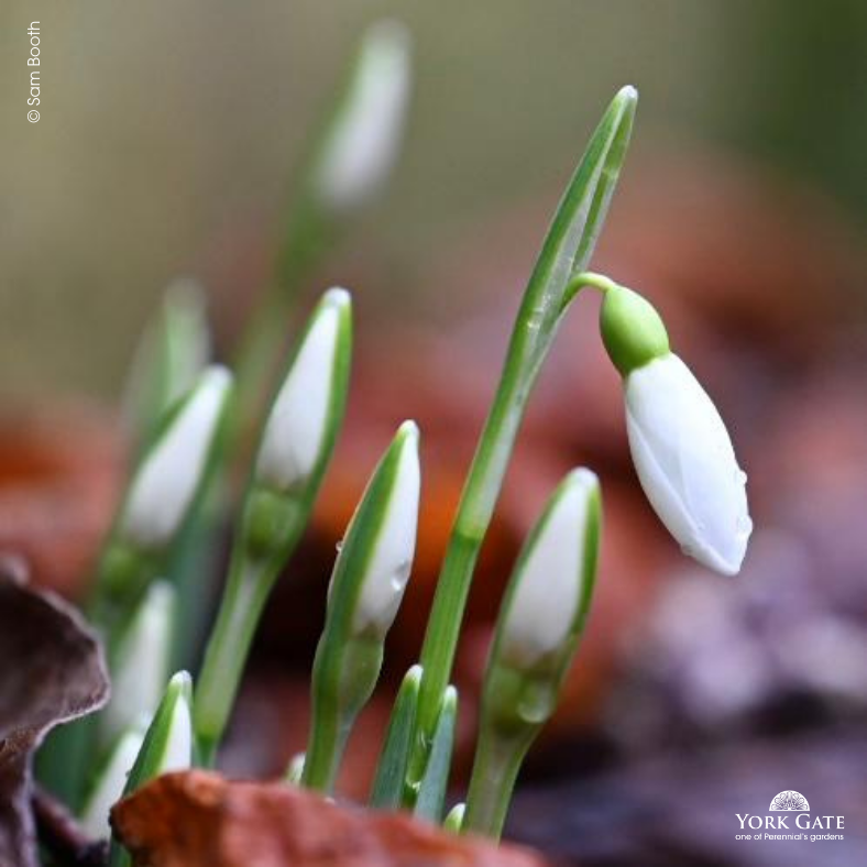 YorkGateGarden's tweet photo. ❄️ Snowdrop Days at York Gate ❄️

🌿 Friends of @PerennialGRBS: 5 to 8 February 2026
🌿 General public: 11 to 15 February 2026
⏰ 10am to 3pm
📍 York Gate Garden, Adel, LS16 8DW

More info: https://t.co/foiZQ3UjSx
#PerennialsGardens

📸 Sam Booth https://t.co/ob8G8HE6SR