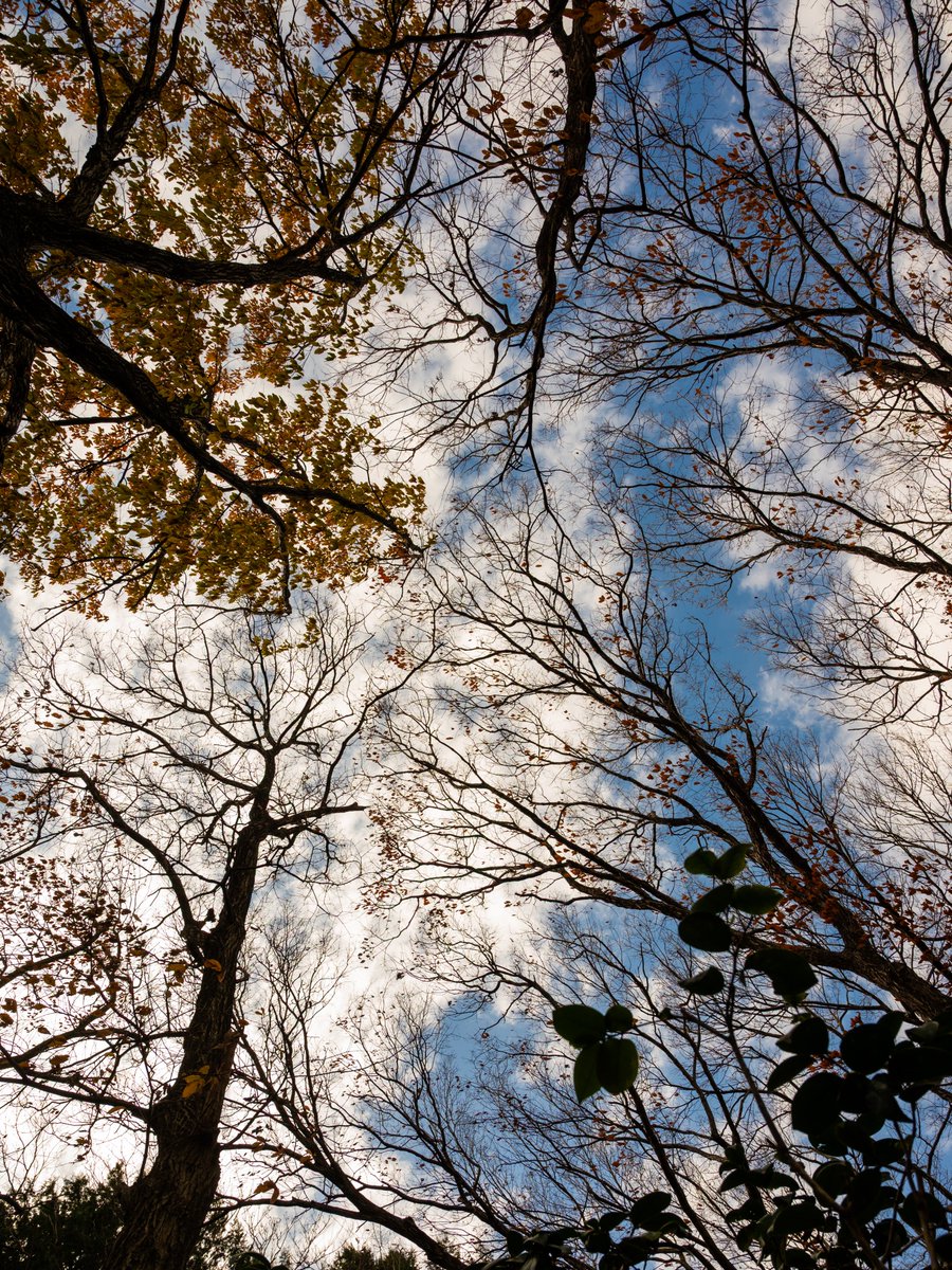 冬
頭上の彩色

#walking 
#Nikon