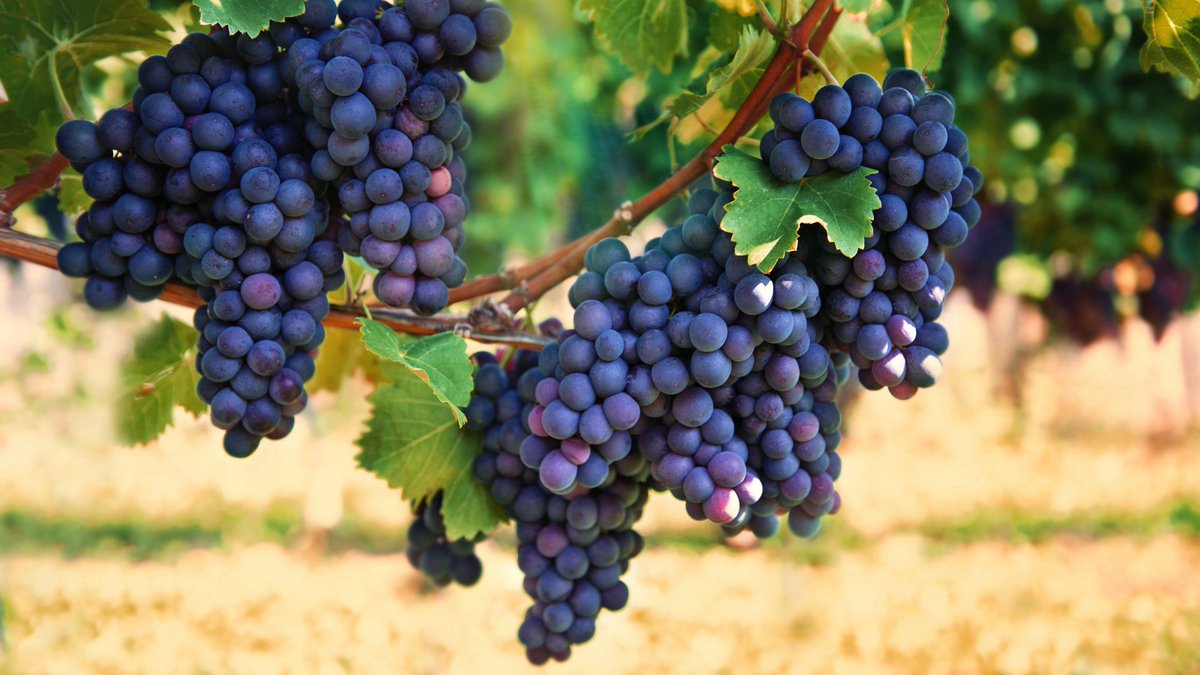 Rev: Ithaca Startup Works tweet media