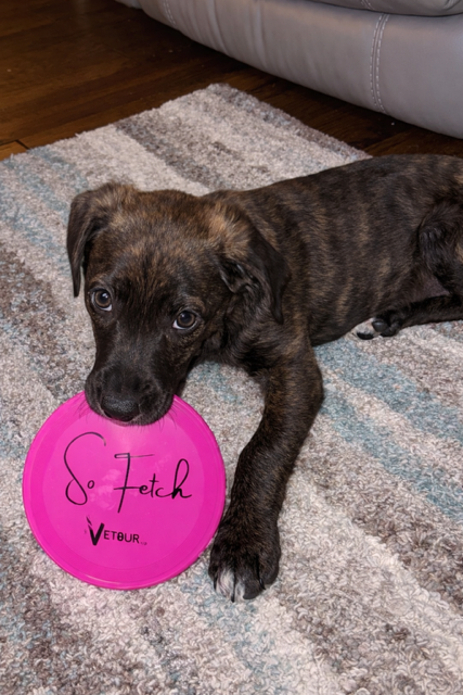 Microcopy Dental tweet media