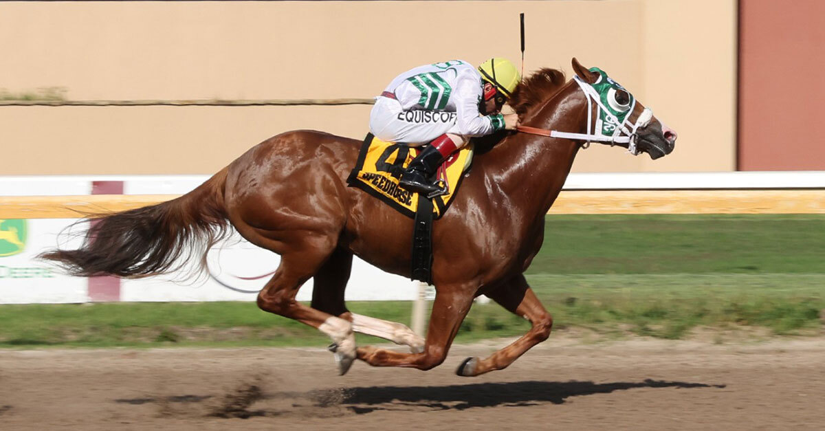 JC Speeding has been crowned as 𝗔𝗣𝗛𝗔'𝘀 𝟮𝟬𝟮𝟱 𝗪𝗼𝗿𝗹𝗱 𝗖𝗵𝗮𝗺𝗽𝗶𝗼𝗻 𝗥𝘂𝗻𝗻𝗶𝗻𝗴 𝗛𝗼𝗿𝘀𝗲! 👑

Read more and see who topped each category 📷 bit.ly/JCSpeeding2025…

#MarkedForGreatness | #APHA | #PaintHorse