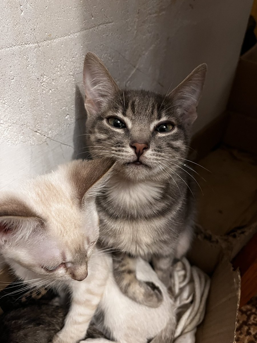 srav_perdiv's tweet image. Може кому треба красівезний котик. В комплекті додається стартерпак у вигляд лотка, наповнювача і корму. 
До лотка привчені, розумні, красіві сімпатічні