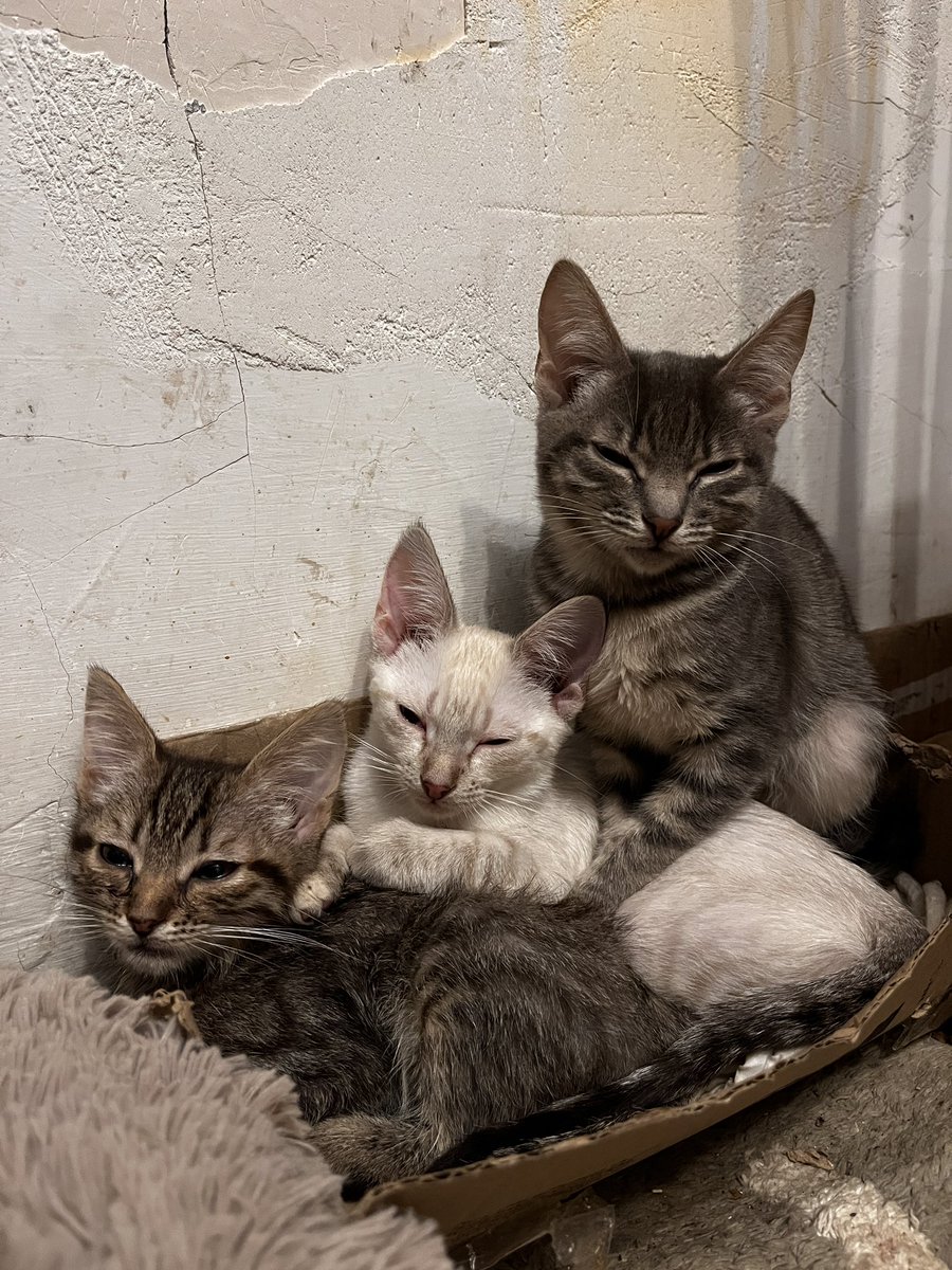 srav_perdiv's tweet image. Може кому треба красівезний котик. В комплекті додається стартерпак у вигляд лотка, наповнювача і корму. 
До лотка привчені, розумні, красіві сімпатічні