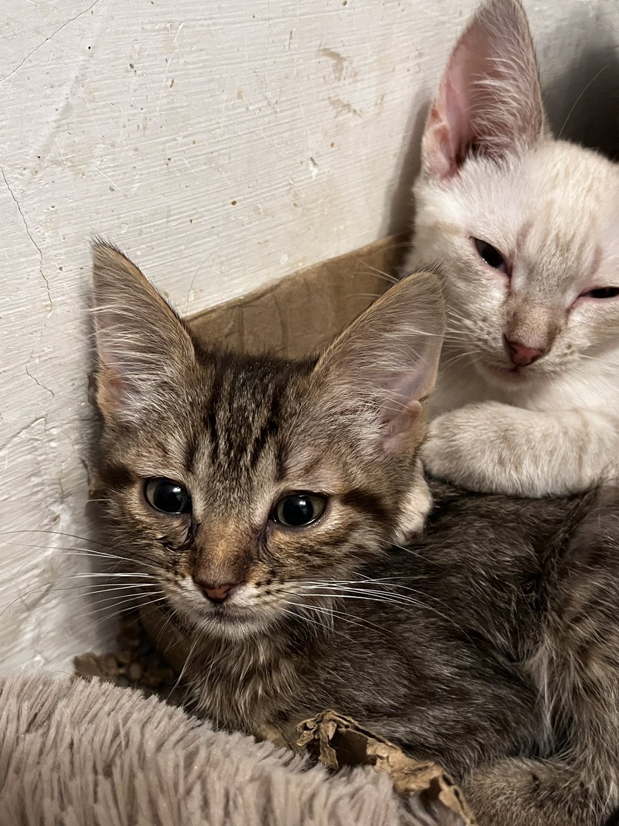 srav_perdiv's tweet image. Може кому треба красівезний котик. В комплекті додається стартерпак у вигляд лотка, наповнювача і корму. 
До лотка привчені, розумні, красіві сімпатічні