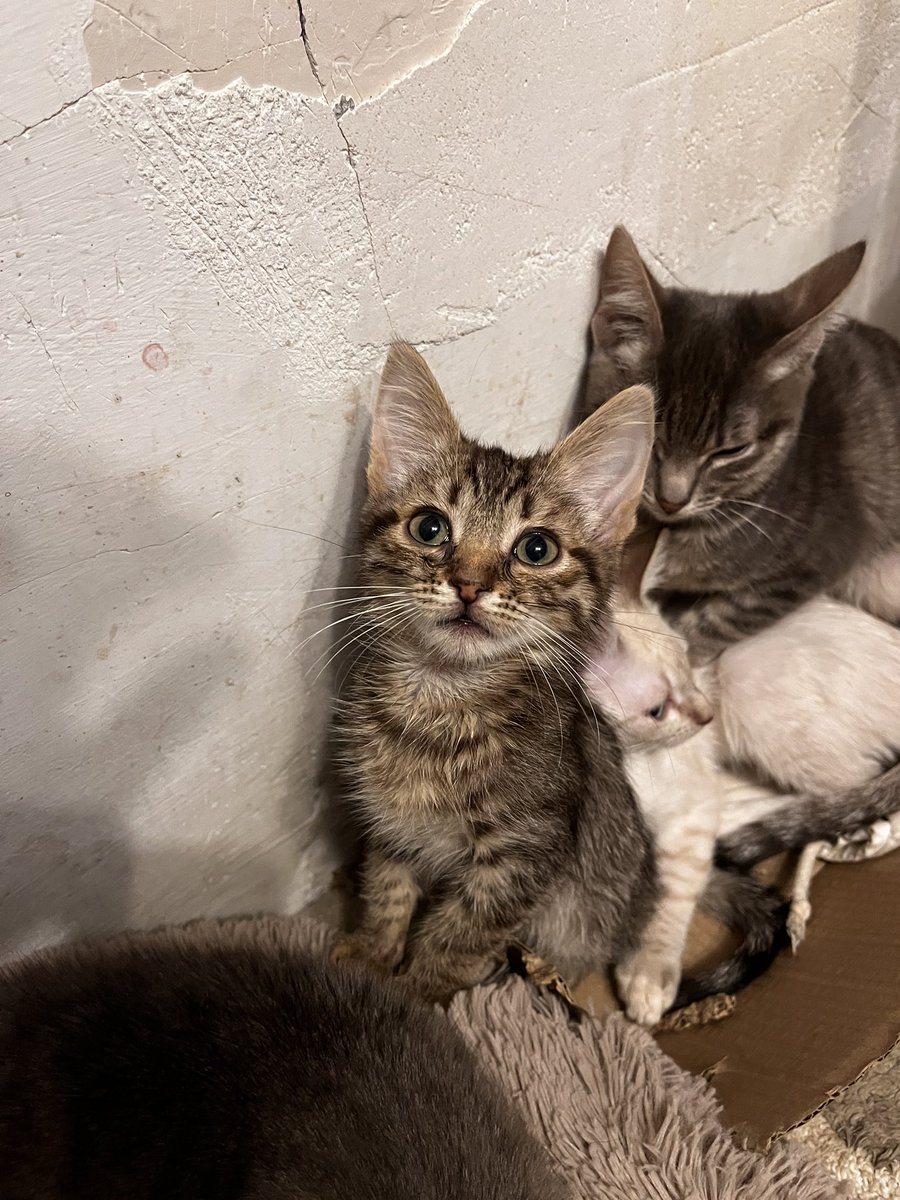 srav_perdiv's tweet image. Може кому треба красівезний котик. В комплекті додається стартерпак у вигляд лотка, наповнювача і корму. 
До лотка привчені, розумні, красіві сімпатічні