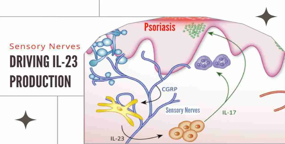 BrainImmune tweet media
