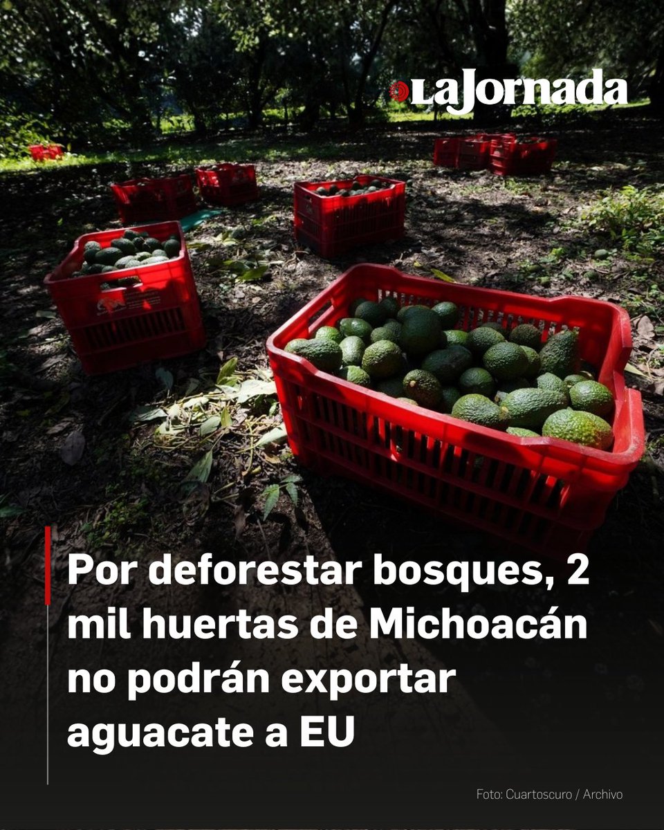 🥑 El secretario de Medio Ambiente, Alejandro Méndez, informó que al menos 2 mil huertas de aguacate han sido vetadas para exportar a Estados Unidos por incumplir normas ambientales.

Bajo las reglas del T-MEC, solo el producto certificado y libre de deforestación puede cruzar la
