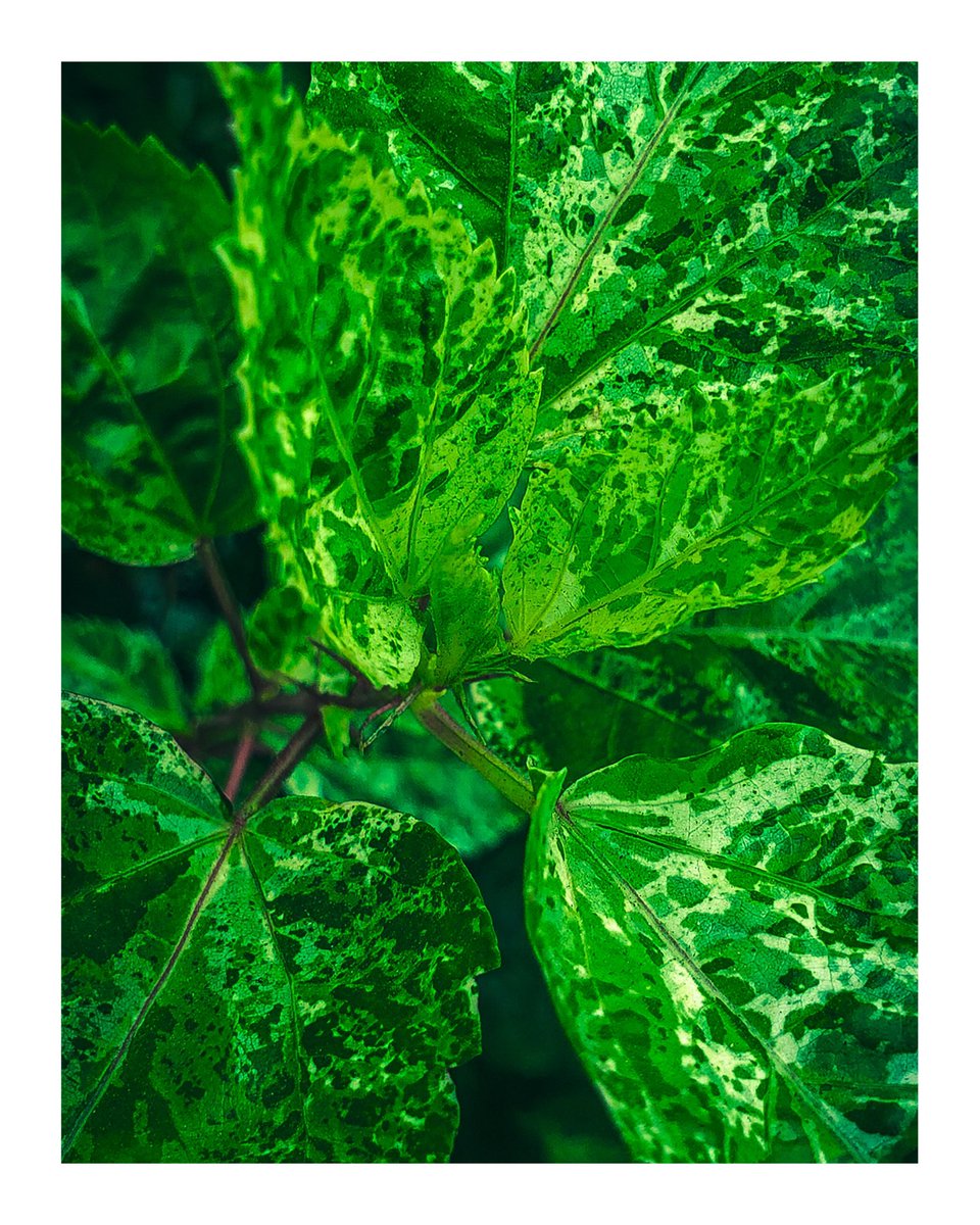 Deyon Nupo tweet media