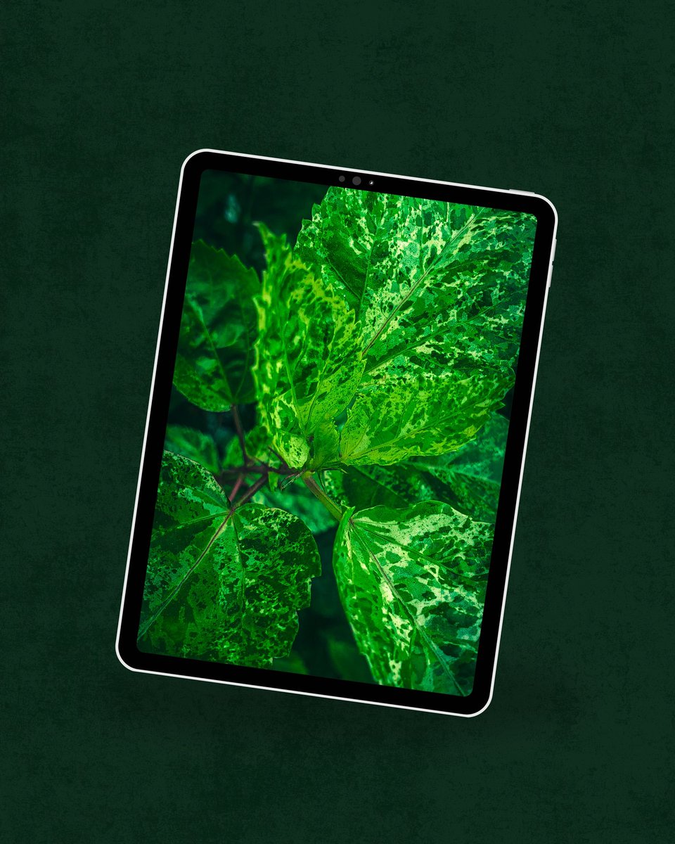 Deyon Nupo tweet media