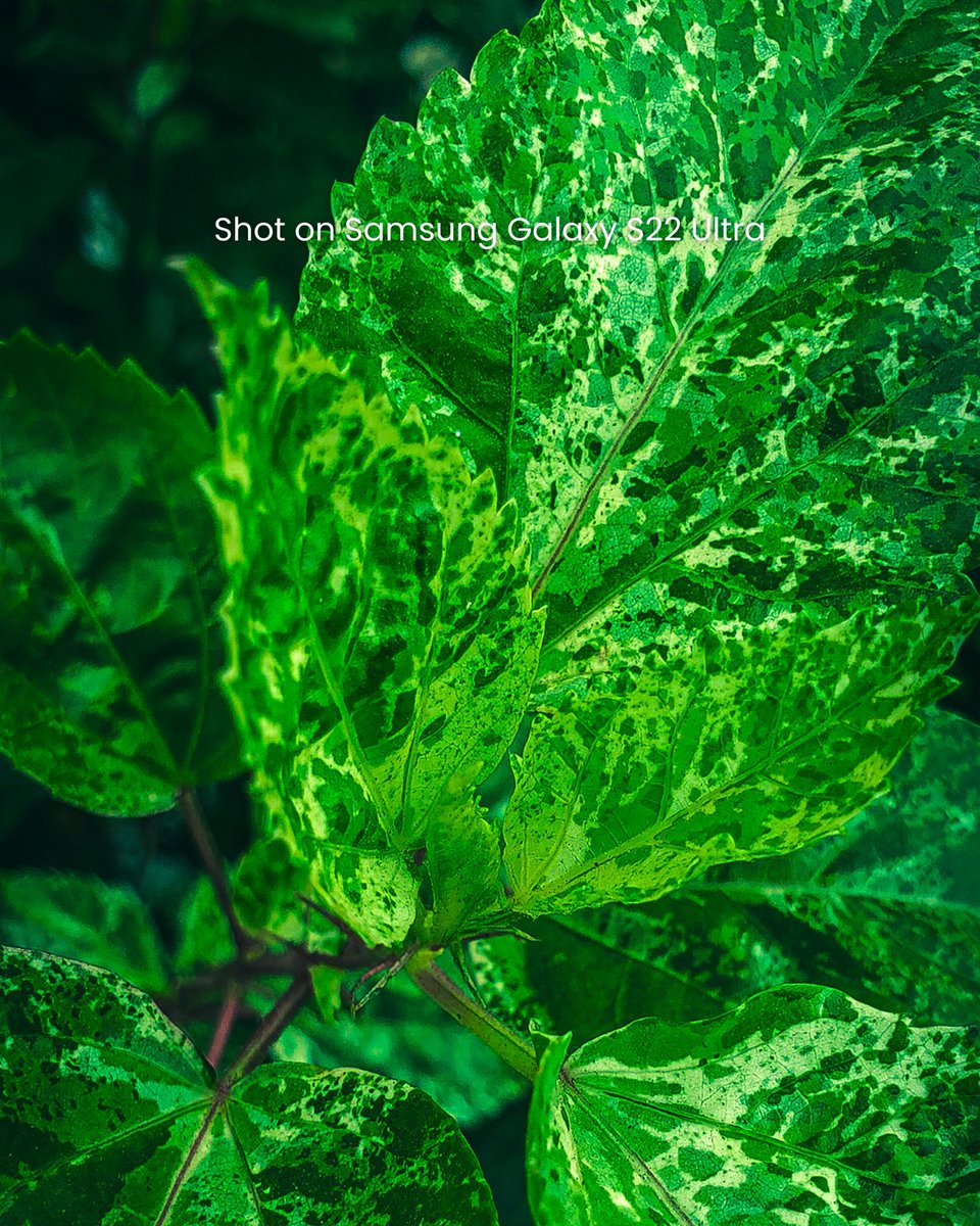 Deyon Nupo tweet media