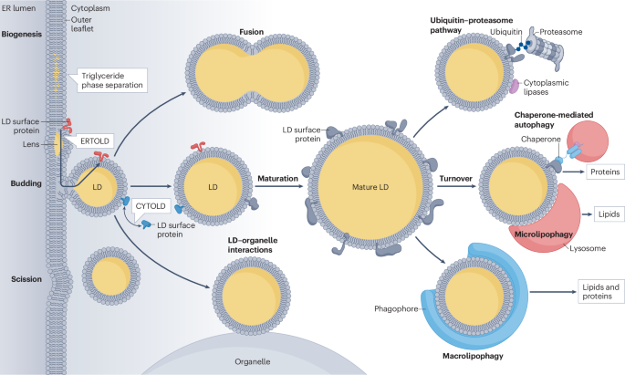 Nature Reviews Molecular Cell Biology tweet media